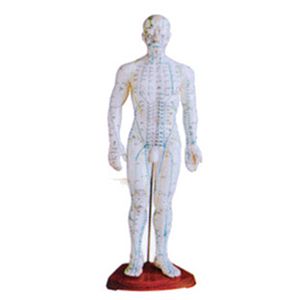 Male body acupuncture model (50CM)